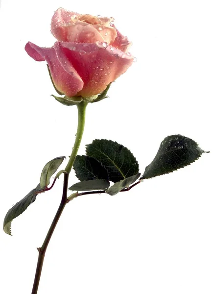 かなり湿ったピンク色のバラが隔離され — ストック写真