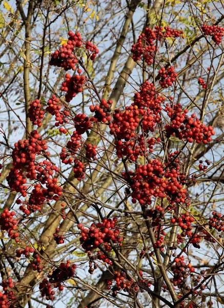 Κόκκινα Φρούτα Του Sorbus Torminalis Δέντρο Φθινόπωρο — Φωτογραφία Αρχείου