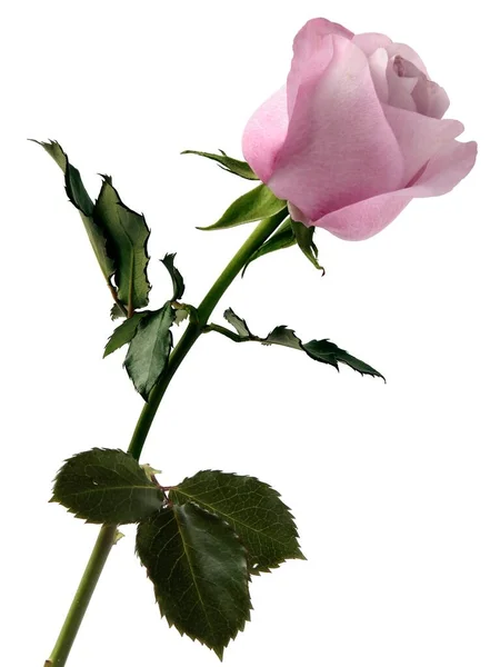 Vacker Våt Rosa Ros Isolerad Nära Håll — Stockfoto