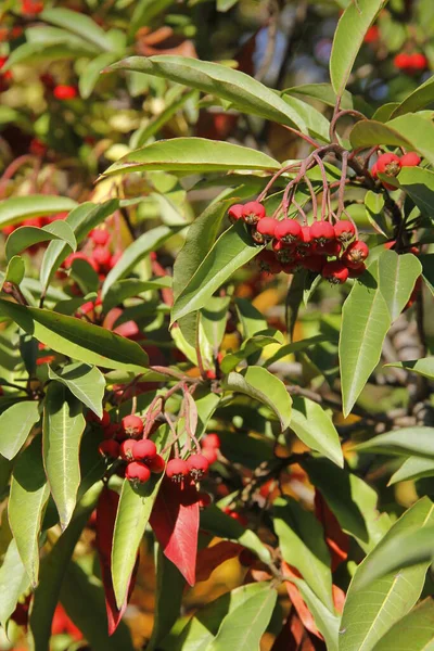 Fotinia Davidiana Ağacı Sonbaharda Kırmızı Meyve Kümeleriyle - Stok İmaj