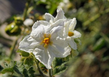 Beyaz çiçekler ve Solanum Sisymbriifolium fabrikasının kırmızı küçük meyveleri