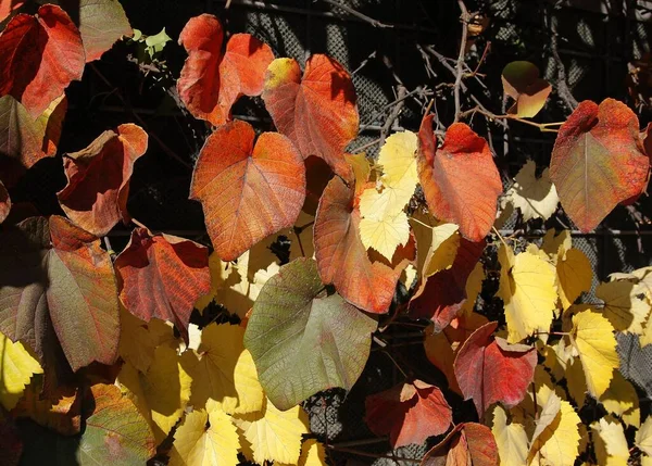Folhas Grandes Multicoloridas Aristolochia Macrocephalia Escalada Planta Outono — Fotografia de Stock