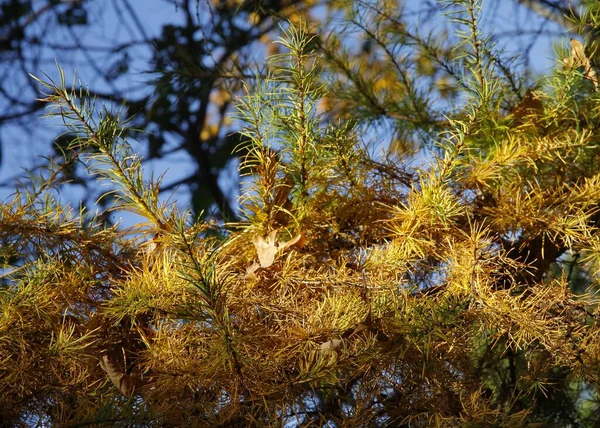 Modrzew Żółtymi Liśćmi Jesienią Zbliżenie — Zdjęcie stockowe