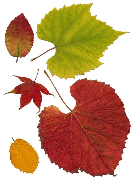 白を基調とした多色の葉の配置 — ストック写真