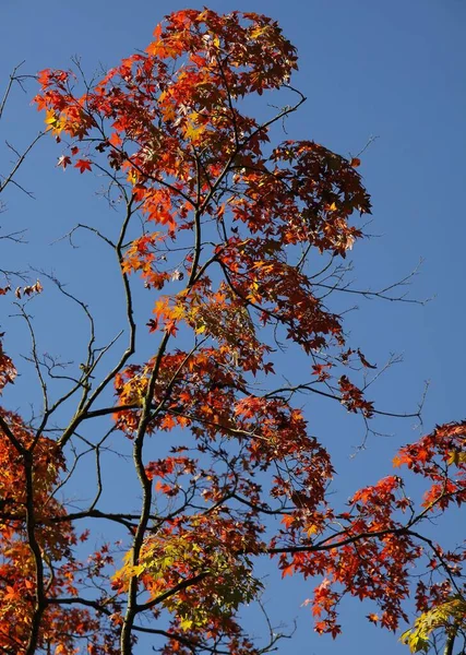 Maple Japanese Tree Red Foliage Autumn — Stock Photo, Image