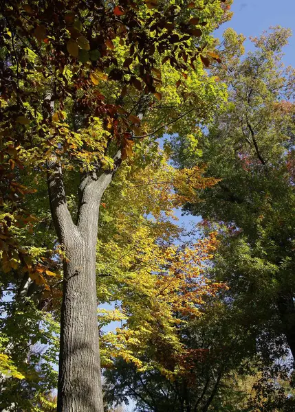Конферта Кит Дерево Желтые Сухие Соколиные Листья Осенью — стоковое фото