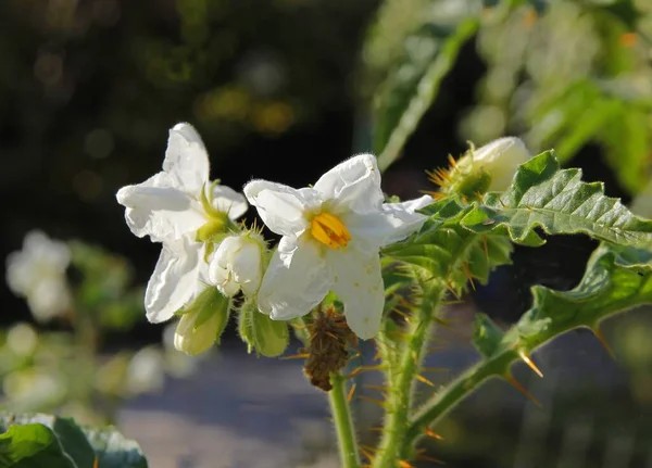 Белые Цветы Красные Мелкие Фрукты Solanum Sisymbriifolium Завода Близко — стоковое фото