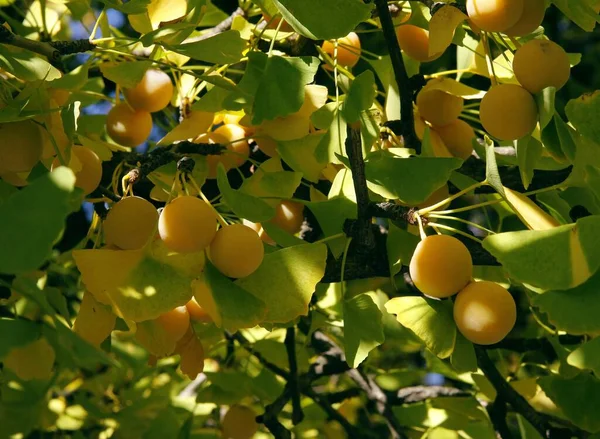 Ginkgo Maidenhair Δέντρο Κίτρινα Φρούτα Και Φύλλα — Φωτογραφία Αρχείου