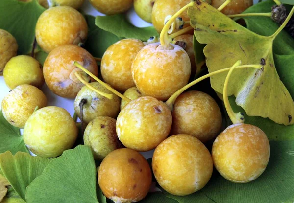 Ginkgo Maidenhair Tree Yellow Fruits Leaves Close — Stock Photo, Image