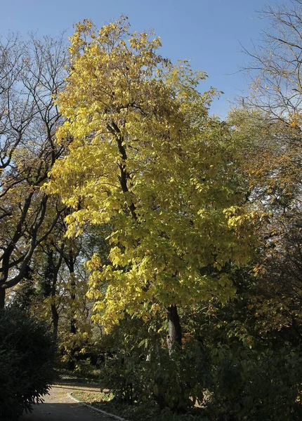 Drzewo Katalpa Łuskami Żółtymi Liśćmi Jesienią Malownicze — Zdjęcie stockowe