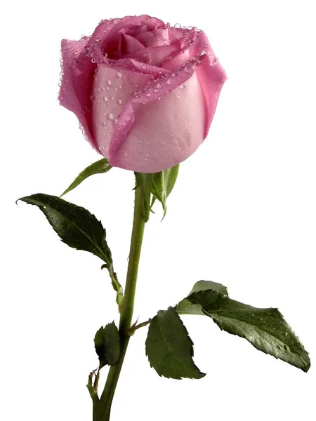 Pěkná Vlhká Růžová Růže Izolovaná Zblízka — Stock fotografie
