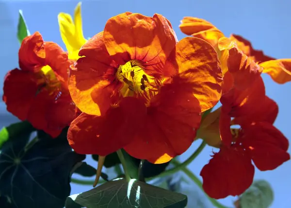 Fiore Arancio Tropacolum Pianta Nasturzio Vicino — Foto Stock