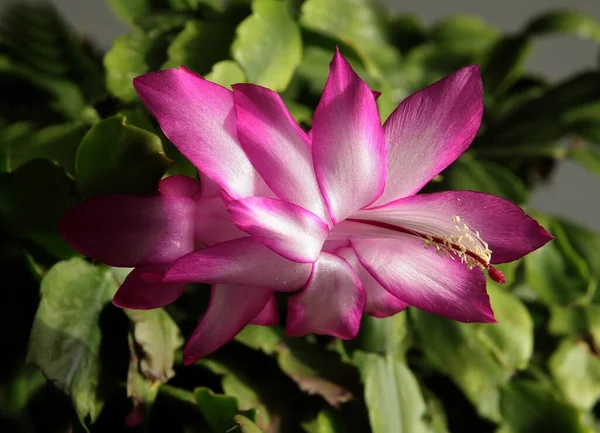 Grazioso Fiore Viola Bianco Bicolore Pianta Vaso Cactus Natale — Foto Stock