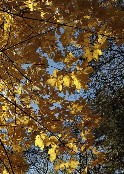 Carya Cordiformis Листопадное Дерево Желтой Листвой Осенью — стоковое фото