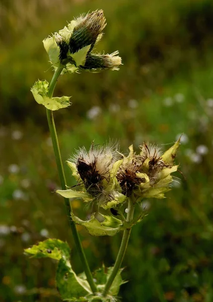 Wilde Plant Cirsium Oleraceum Close — Stockfoto