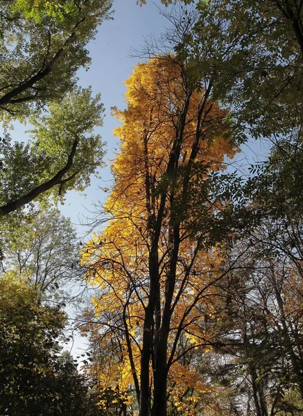 Carya Cordiformis Листопадное Дерево Желтой Листвой Осенью — стоковое фото