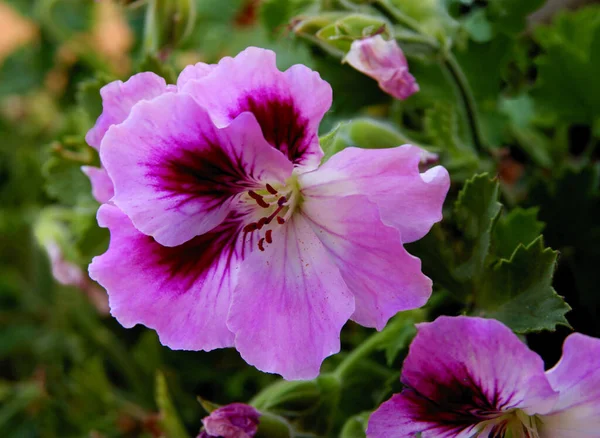 Розовый Цветок Геранюим Горшок Растение Близко — стоковое фото