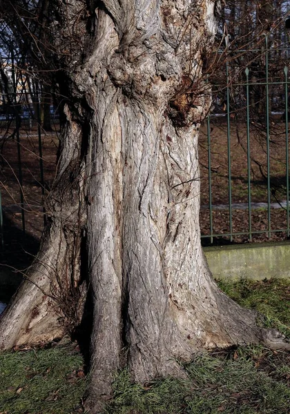 Sonbaharda Eski Yaprak Döken Ağaç Gövdesi — Stok fotoğraf