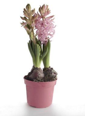 pretty pink,purple and lila hyacith flowers at spring