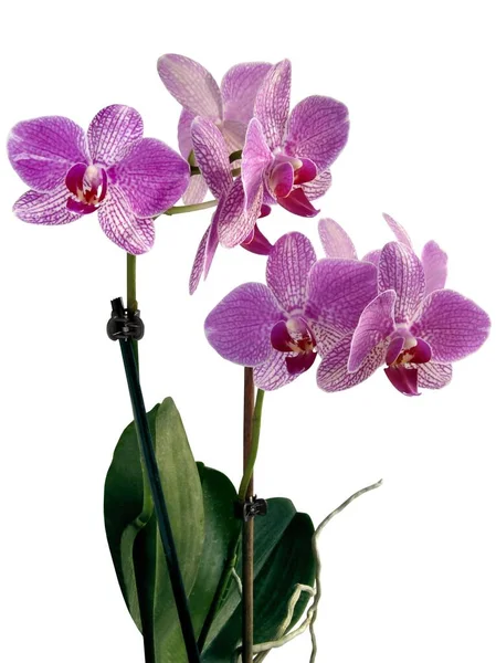 Mooie Bloemen Van Orchidee Tropische Plant Geïsoleerd Close — Stockfoto
