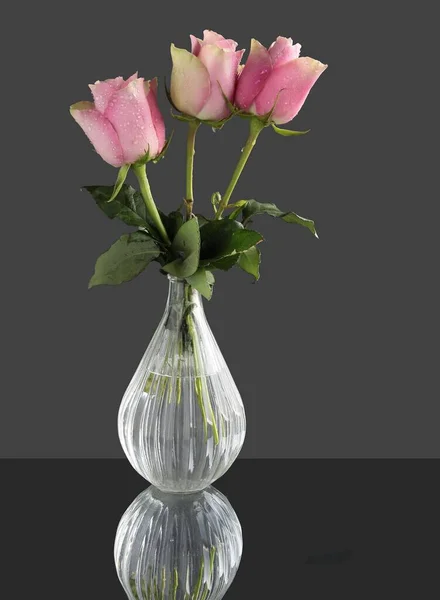 Hübsche Rosa Rosen Aus Nächster Nähe — Stockfoto