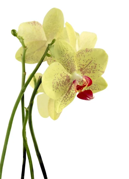 Ładna Żółta Orchidea Phalaenopsis Izolowane Zbliżenie — Zdjęcie stockowe