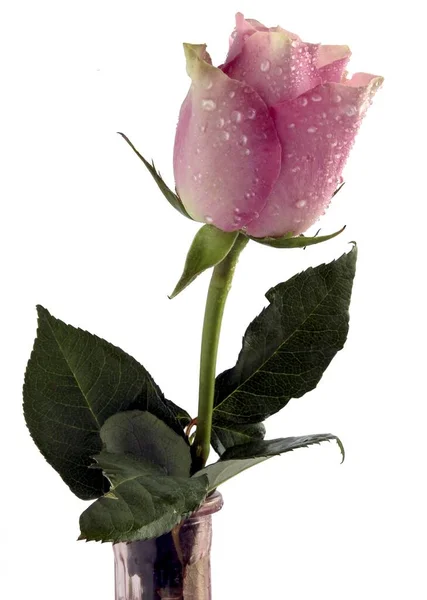 Милая Розовая Роза Белом Фоне — стоковое фото