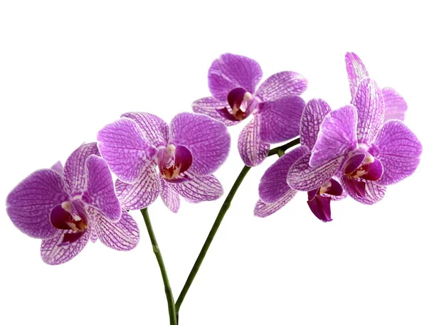 Graziosi Fiori Orchidea Pianta Tropicale Isolato Vicino — Foto Stock