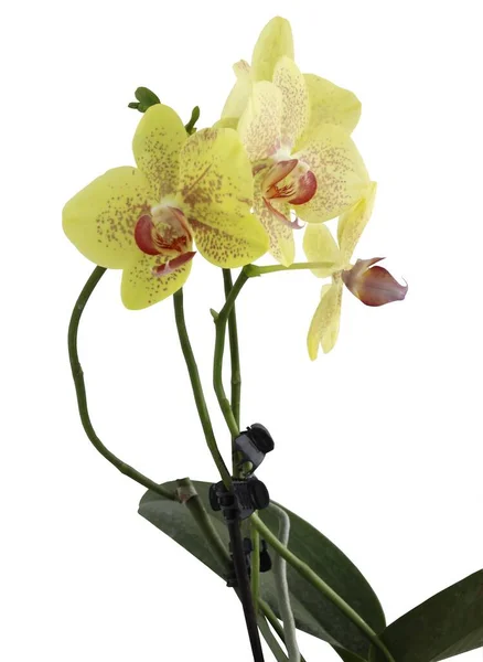 Mooie Gele Orchidee Phalaenopsis Geïsoleerd Van Dichtbij — Stockfoto