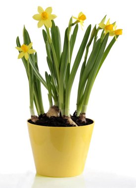 yellow daffodils as pretty spring flowers from a garden clipart