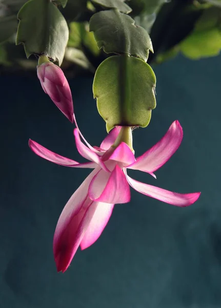 Pretty Pink Flowers Christmas Cactus Schlumbergera Potted Plant Close — Stock Photo, Image