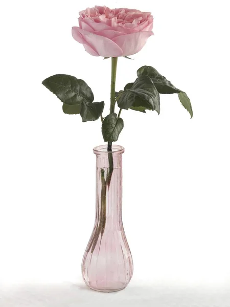 漂亮的粉红玫瑰 与白色背景紧密相连 — 图库照片