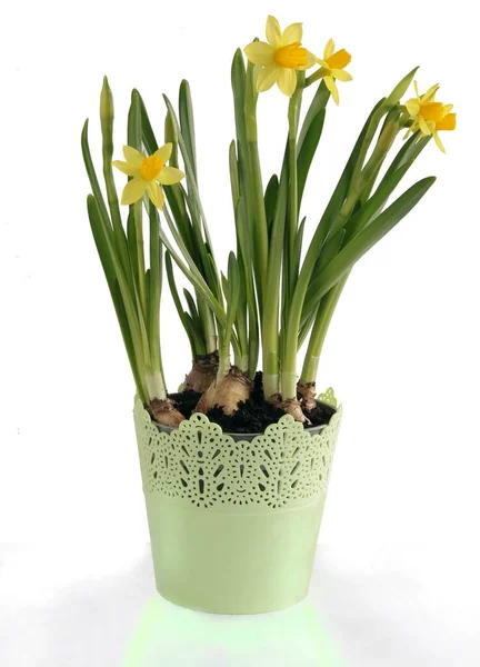 Yellow Daffodils Pretty Spring Flowers Garden — Stock Photo, Image