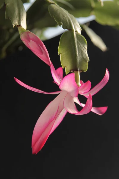 Kaktüs Schlumbergera Saksı Bitkisinin Güzel Pembe Çiçekleri — Stok fotoğraf