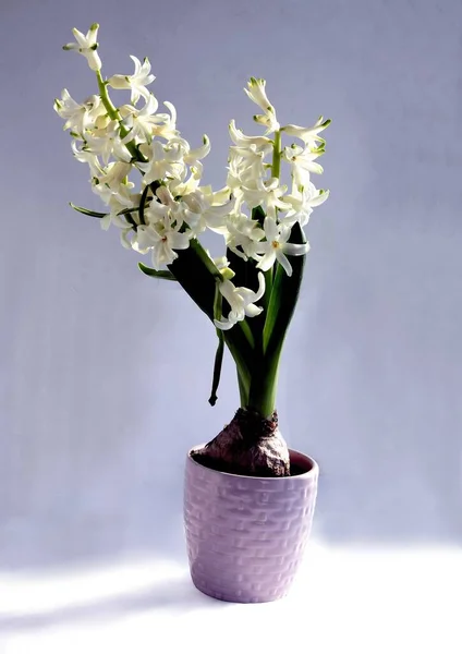 Flores Multicoloridas Bonitas Perfumadas Planta Primavera Jacinto Close — Fotografia de Stock