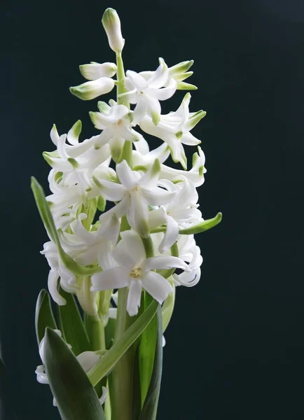 Όμορφα Αρωματικά Πολύχρωμα Λουλούδια Του Φυτού Υάκινθος Άνοιξη Κοντά — Φωτογραφία Αρχείου