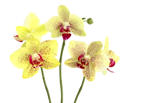 Jolie Orchidée Jaune Phalaenopsis Isolé Gros Plan — Photo