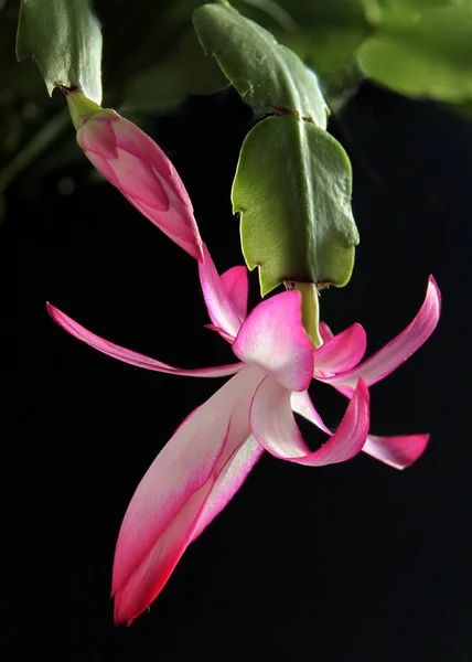 Ładny Różowy Kwiaty Boże Narodzenie Kaktusa Schlumbergera Doniczkowe Roślin Zbliżenie — Zdjęcie stockowe