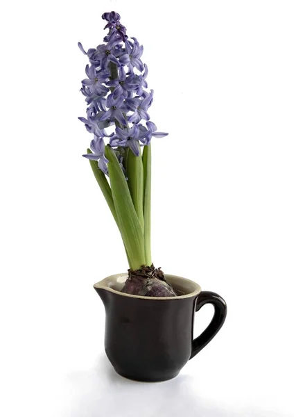 Mooie Geurige Veelkleurige Bloemen Van Hyacint Lente Plant Close — Stockfoto