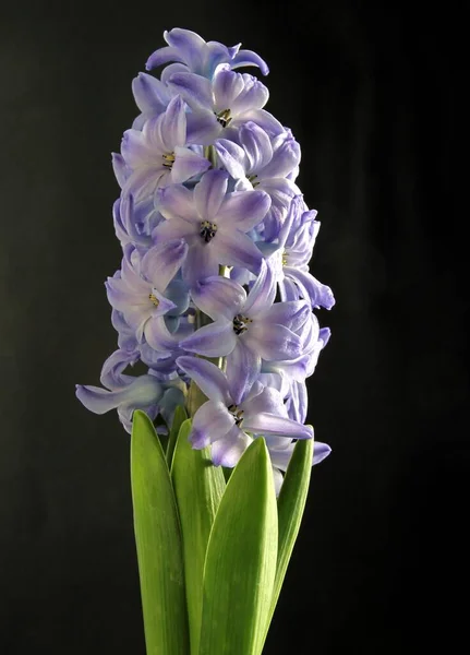 Pretty Fragrant Multicolor Flowers Hyacinth Spring Plant Close — Stock Photo, Image