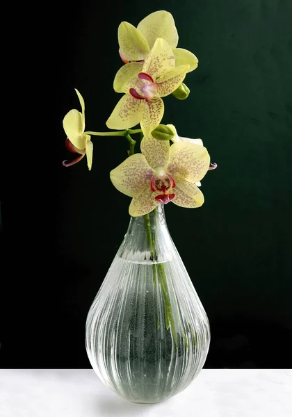 Orkide Tropik Bitkisinin Güzel Çiçekleri Yakın Mesafeden Izole Edilmiş — Stok fotoğraf