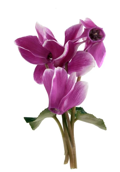 Цикламен Горшок Растение Красивые Розовые Цветы Закрыть — стоковое фото