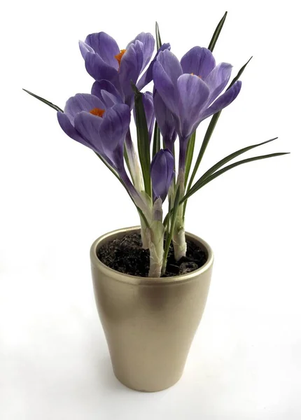 Lila Vagy Fehér Crocus Virágok Tavaszi Növények Közeledtével — Stock Fotó