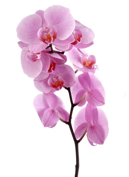 Orquídea Rosa Bonita Phalaenopsis Aislado Cerca — Foto de Stock