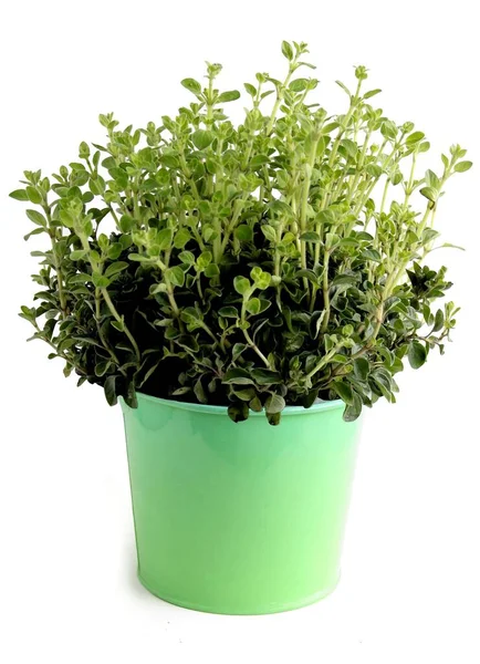 Oregano Herb Potted Plant Kitchen — Fotografia de Stock