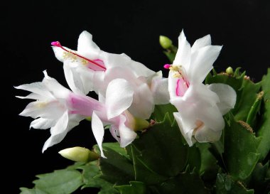Noel kaktüsünün pembe ve mor çiçekleri - Schlumbergera sulu yakın çekim