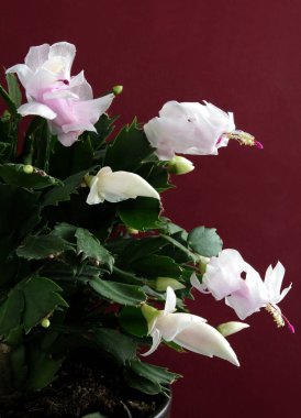 Noel kaktüsünün pembe ve mor çiçekleri - Schlumbergera sulu yakın çekim