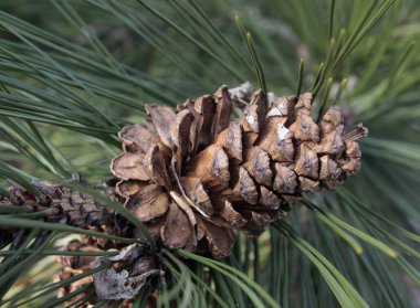 Yapraklı kozalaklar.