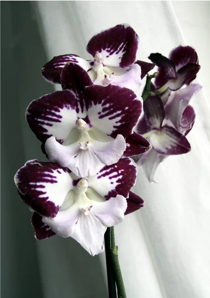 Orkide Tropik Bitkisinin Güzel Çiçekleri Yakın Mesafeden Izole Edilmiş — Stok fotoğraf