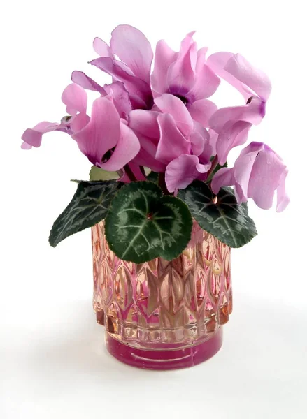 Ciclame Vaso Plantas Flores Rosa Bonita Fechar — Fotografia de Stock